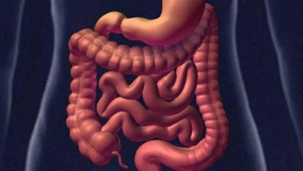 صحة الامعاء