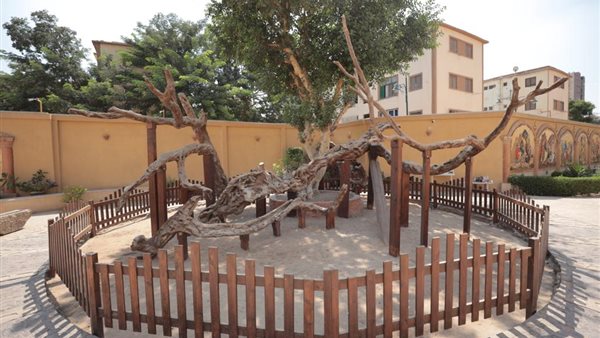 شجرة مريم بالمطرية