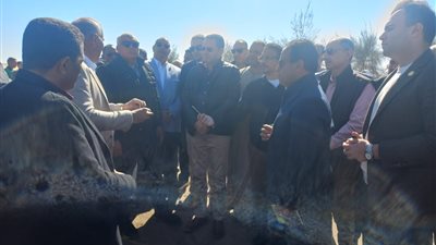 نواب: يجب استغلال أراض بالوادي الجديد لزراعة الذرة الصفراء المستخدمة في الأعلاف لتوفير الدولار