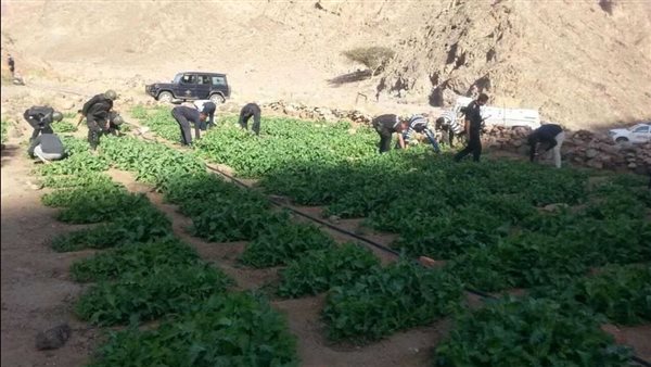 مزرعة - تعبيرية