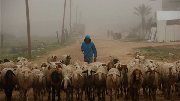 راعي اغنام - ارشيفية