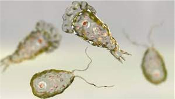 الأميبا الأكلة للدماغ