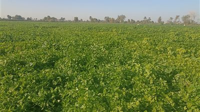 طقس بني سويف اليوم.. شبورة مائية في الصباح وشديد البرودة ليلًا