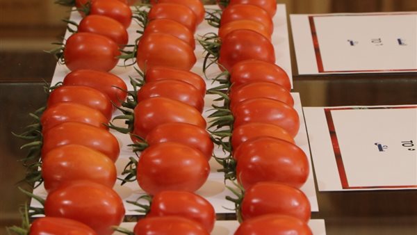 النتائج الأولى للطماطم