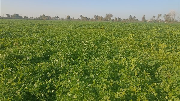 حقول نبات البقدونس