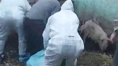 ضبط مزرعة لتربية الخنازير داخل أحد المنازل في الوادي الجديد