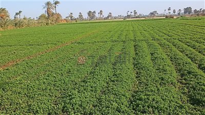 طقس بني سويف اليوم.. بارد نهارًا شديد البرودة ليلًا والصغرى 9°