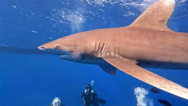 سمكة قرش - أرشيفية