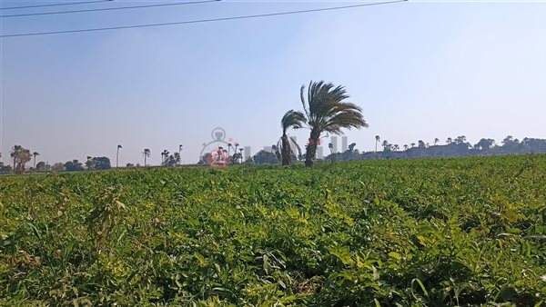 سماء بني سويف 