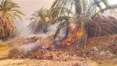 نشوب حريق هائل بمزارع نخيل في الوادي الجديد | صور