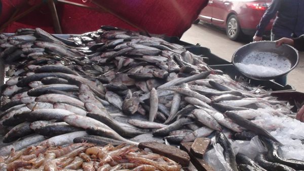 أسعار السمك اليوم