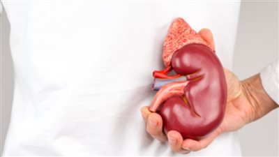 استشاري يوضح أسباب القصور الكلوي.. ويُحذر من المسكنات
