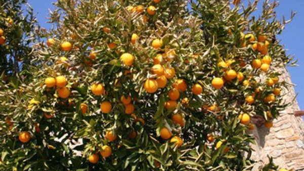 أشجار مثمرة - صورة