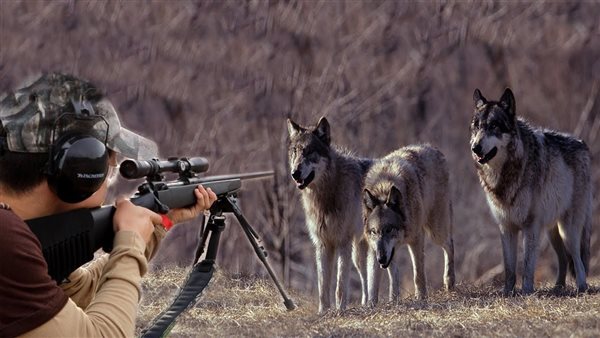 عملية صيد الذئاب