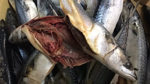 أسماك غير صالحة للاستهلاك