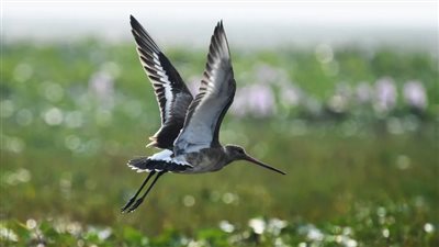 قطع الكرة الأرضية بالطول والعرض.. تعرف على أطول رحلة لطائر بلا توقف