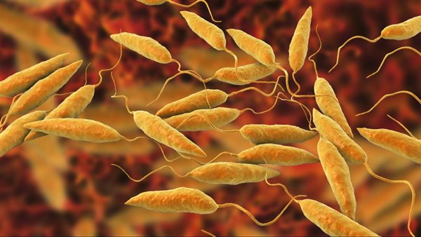 داء الحمى السوداء