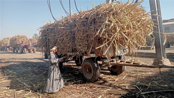 مزارعو كوم أمبو