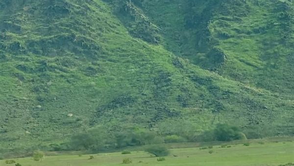 اكتساء جبال بالسعودية