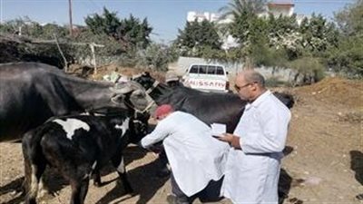 تحصين 10 آلاف و700 طائر ضد إنفلونزا الطيور خلال ديسمبر 2022 بالبحيرة