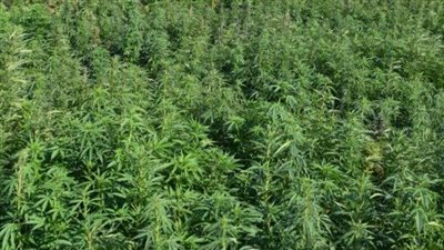 بغرض الاتجار.. أمن كفر الشيخ يضبط عاطل لزراعته نباتات مخدرة أعلى سطح منزله | بث مباشر 