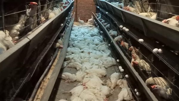 الدواجن النافقة 