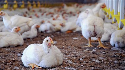 تقرير عالمي يوصي بالاستثمار في البيض والفراخ بدلا من الذهب والبورصة