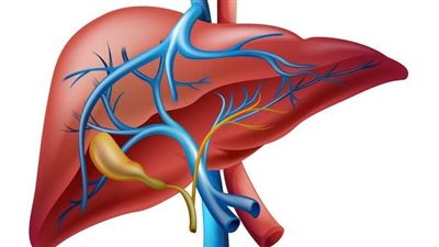 أبرزها إهمال الالتهابات دون علاج.. تعرف على مراحل الإصابة بالفشل الكبدي 