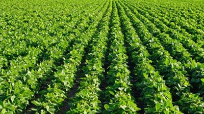 الزراعة: 20 ألف جنيه صافي ربح المزارع في الفدان الواحد عند توريد فول الصويا للحكومة