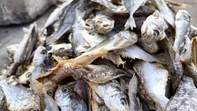 خبراء: هذا النوع من الأسماك يسبب ارتفاع ضغط الدم وبالتالي الإصابة بالسكتة الدماغية