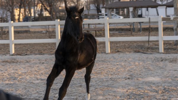 حصان مستنسخ