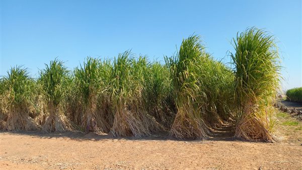 مزارع القصب 