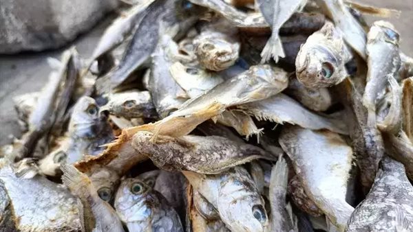 أسماك -أرشيفية