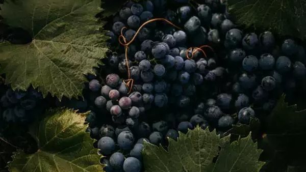 العنب الأسود