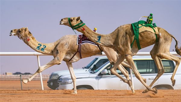 الإبل في السعودية