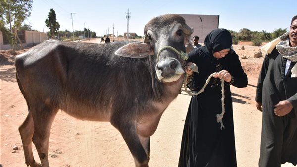 توزيع رؤوس مواشي