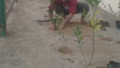 تشجير مراكز شباب القناطر الخيرية ضمن مبادرة 100 مليون شجرة مثمرة بالقليوبية