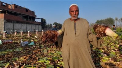 تزامنا مع تناوله بعيد الغطاس.. سعادة المزارعين بحصاد القلقاس بقرية المنير الأشهر في زراعته | بث مباشر 