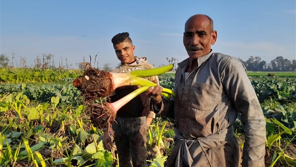 موسم محصول القلقاس