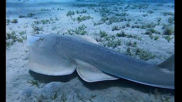 قرش الجيتار 