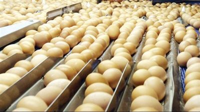 أسعار البيض اليوم الخميس 16 فبراير 2023 داخل الأسواق