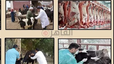 بيطري المنيا يحرر 59 مخالفة خلال حملات تفتيشية ورقابية على الأسواق