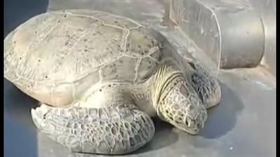 عمرها 100 عام.. إعادة سلحفاة بحرية نادرة إلى بيئتها بخليج السويس | بث مباشر 