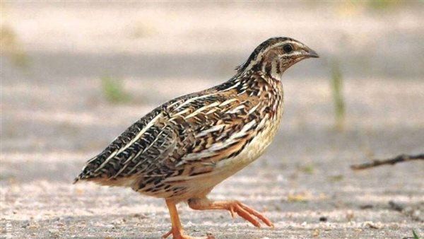 طائر السمان