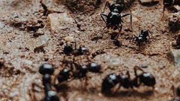 علماء في فرنسا يكتشفون