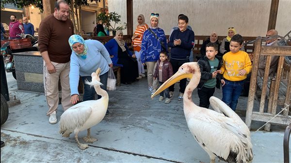 البجعة سعد بسوق الأسماك