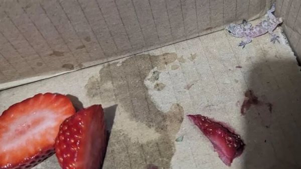 برص مصري يهاجر إلى مانشستر متخفيا في علبة فراولة