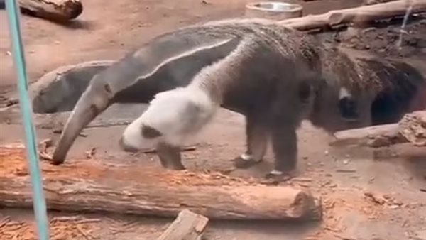  حيوان آكل النمل