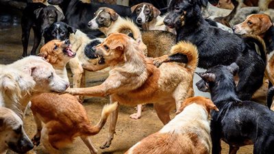 مقترح في البرلمان لـ تصدير الكلاب الضالة للخارج يثير الجدل.. وحقوقية: وقف الاستيراد أولى
