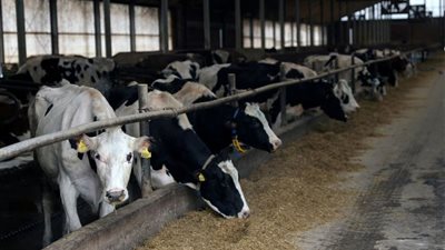 هل تتحول لوباء عالمي؟..استمرار مخاوف أمريكا من انتشار أنفلونزا الطيور بحليب البقر 